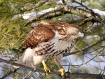 Red Tailed Buzzard