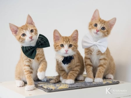 Kittens - trio, bow, cat, animal, pisica, cute, kitten