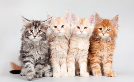 Kittens - animal, pisica, kitten, maine coon, cute, cat