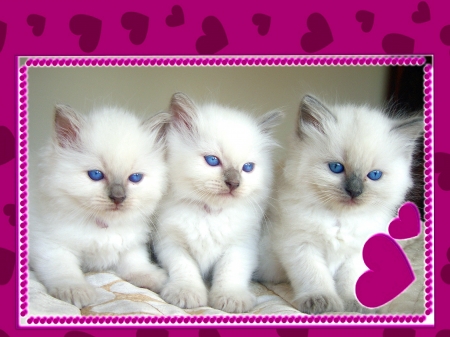 Kittens - frame, animal, pink, cute, cat, white, pisica, kitten, trio