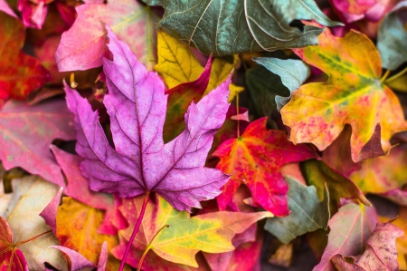 Autumn leaves - skin, autumn, colorful, leaf, yellow, pink, red, toamna, texture