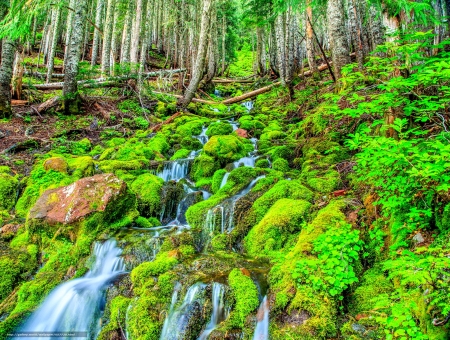 MYSTIC FOREST - colorful, nature, waterfall, splendor, landscape