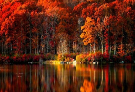 Fabulous Fall Reflection - fall, trees, nature, autumn, forest, reflection