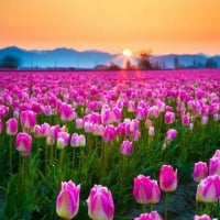 Tulips Field at Sunset