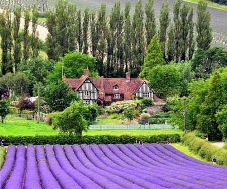 The Lavender fields at CastleFarm Kent, England