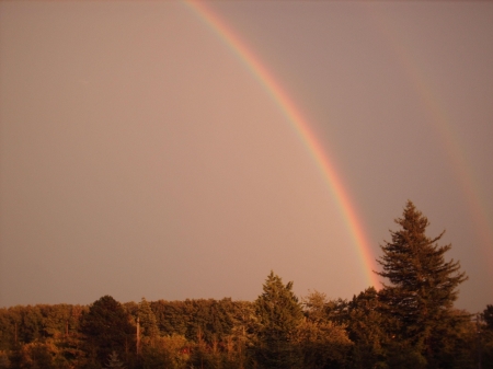 Rainbow - rainbow, rain, forest, tree, sky