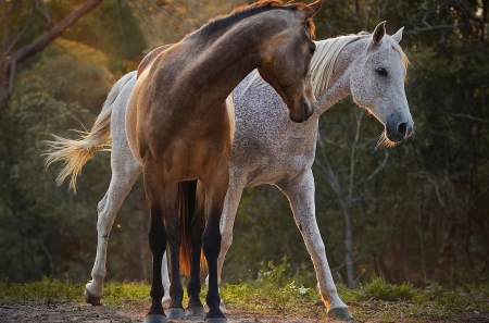 Wild horses - white, horse, brown, two