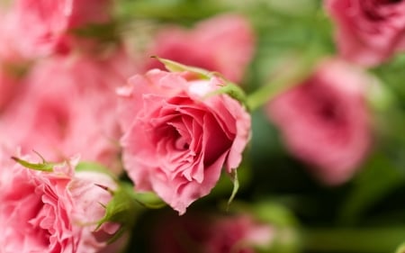 Roses - flowers, rose, pink, beautiful