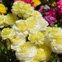 Yellow Ranunculus