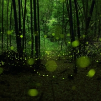 Green Firefly Forest