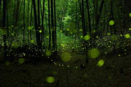 Green Firefly Forest - nature, fun, trees, cool, green, firefly forest