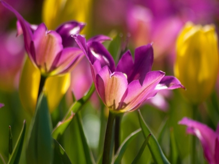 Tulips - Tulips, Purple, Nature, Flowers