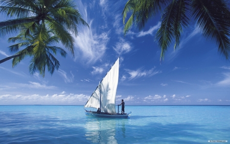 sailboat on the blue sea - sea, tree, palm, sailboat