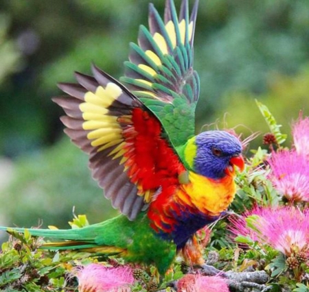 Rainbow Lorikeet - flowers, bird, animal, wings, parrot, lorikeet