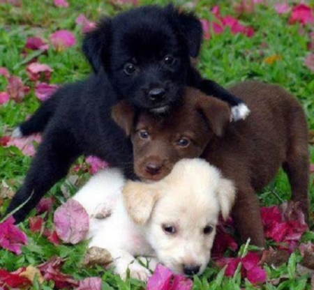 Adorable Puppies