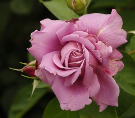 Rose Bloom - nature, buds, petals, flowers, rose