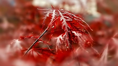 Late autumn drops - spider web, dewdrops, autumn, rain, raindrops, wallpaper, leaf, dew, nature, fall, leaves, drops