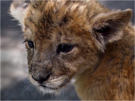 Lion cub - face, cub, lion, baby, leu, animal, cute