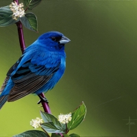 Blue bird