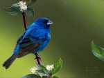 Blue bird