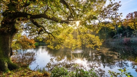 Autumn Lake - fall, sunrays, trees, nature, autumn, lake, reflection, leaves