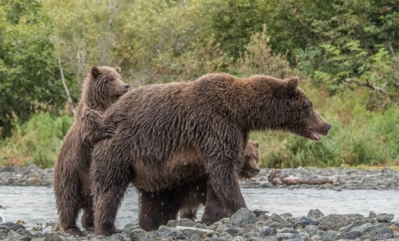 Bear - animal, nature, bear, river