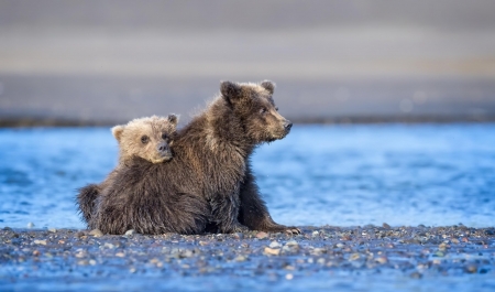 Bear - river, animal, cub, Bear