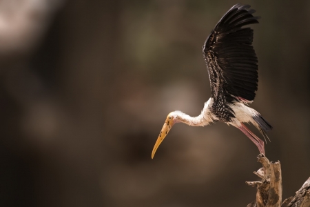 Bird - Bird, animal, beak, wings