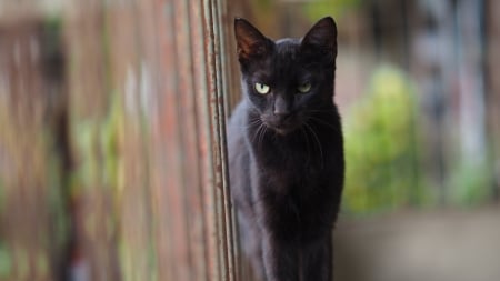 Black cat - Animal, Kitty, Black, cat