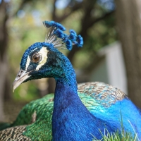 Peacock