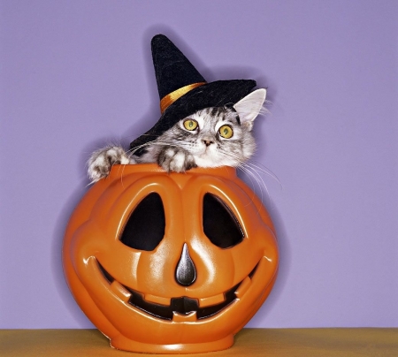 Happy Halloween! - hat, pumpkin, orange, cat, witch, pisica, purple, kitten, funny, cute