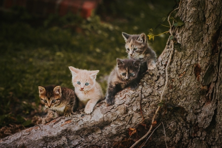 Kittens - cat, animal, tree, pisica, jasmine carter, kitten