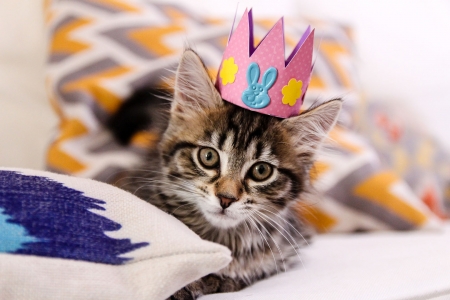 Princess - pisica, pink, cute, kitten, cat, cronw