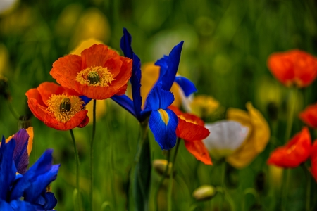 Flowers - poppy, yellow, summer, blue, red, green, iris, flower