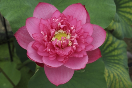 Lotus - summer, lotus, flower, pink, green