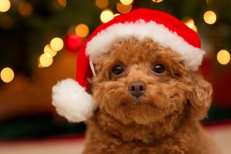 santa baby - xmas, hat, puppy, red