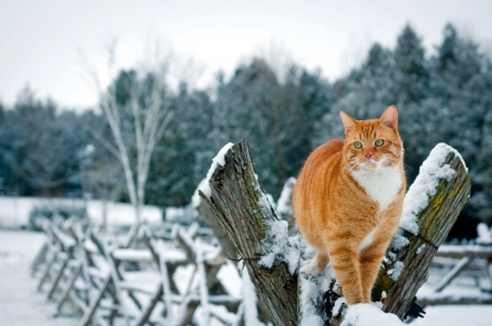 pretty kitty - orange, tree, cat, snow