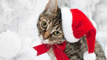 merry christmas - hat, cat, snow, red, winter