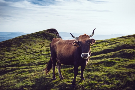 Cow - cow, brown, animal, grass