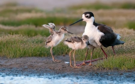 Family of Black Neck Stilts