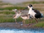 Family of Black Neck Stilts