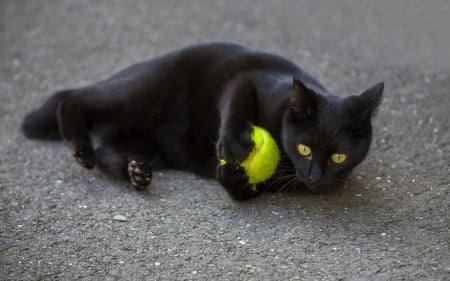 Black Cat - black cat, animals, feline, ball, tennis ball