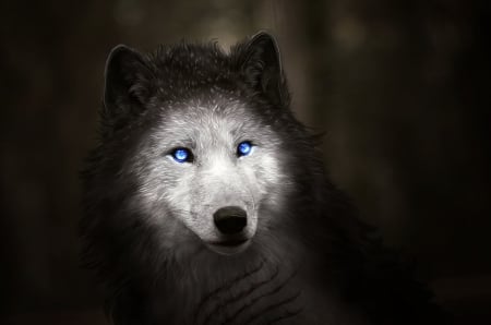 Wolf - white, wolf, animal, blueyees