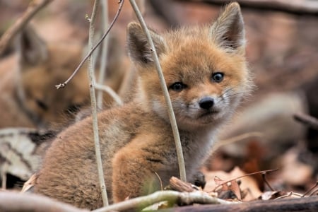 Baby Fox - animal, fox, nature, baby