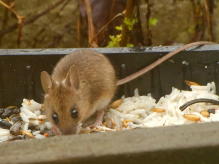 MOUSE FEEDING - mouse, feeding, animal, cute