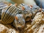 STRIPED MICE