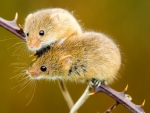 TWO CUTE MICE