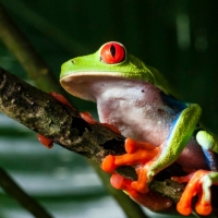 RED EYED TREE FROG