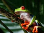 RED EYED TREE FROG