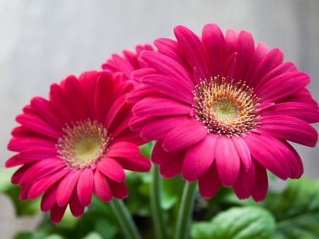 PINK GERBERAS - IMAGE, GERBERA, PINK, FLOWERS